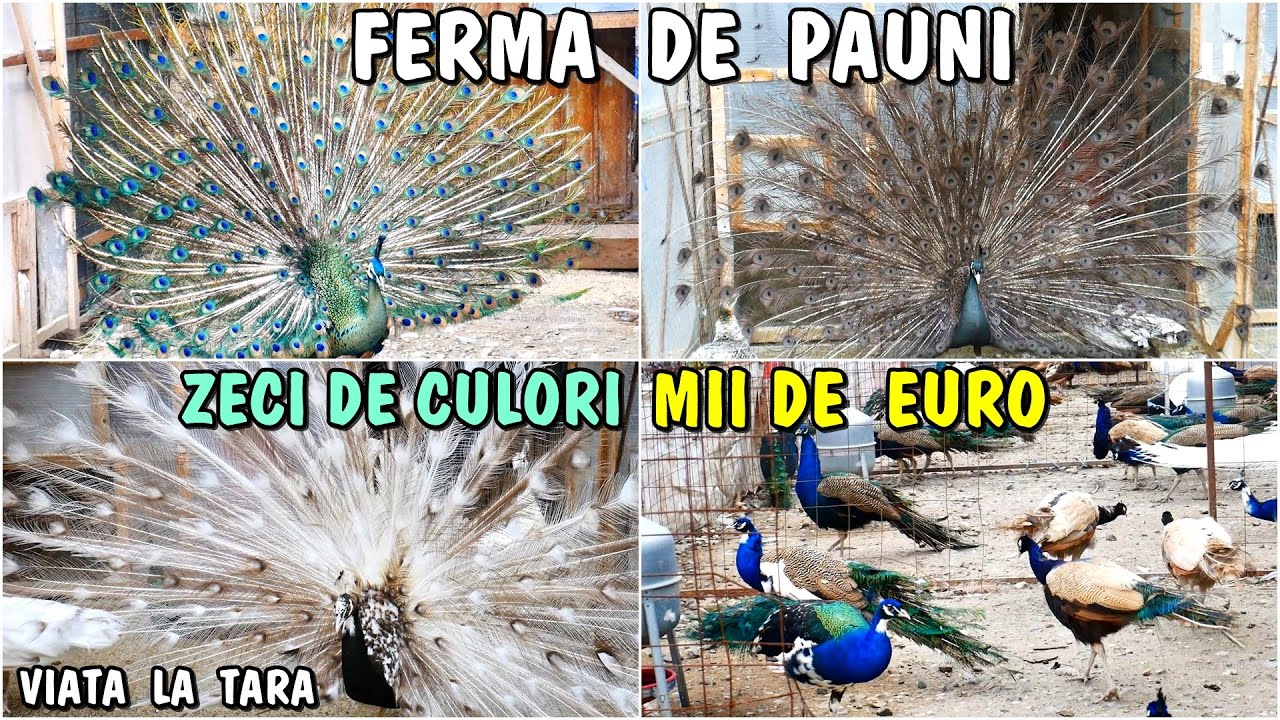 Viața la țară - Ferma de Păuni de MII DE EURO💶 la Bârlad - Sute de păuni și zeci de varietăți