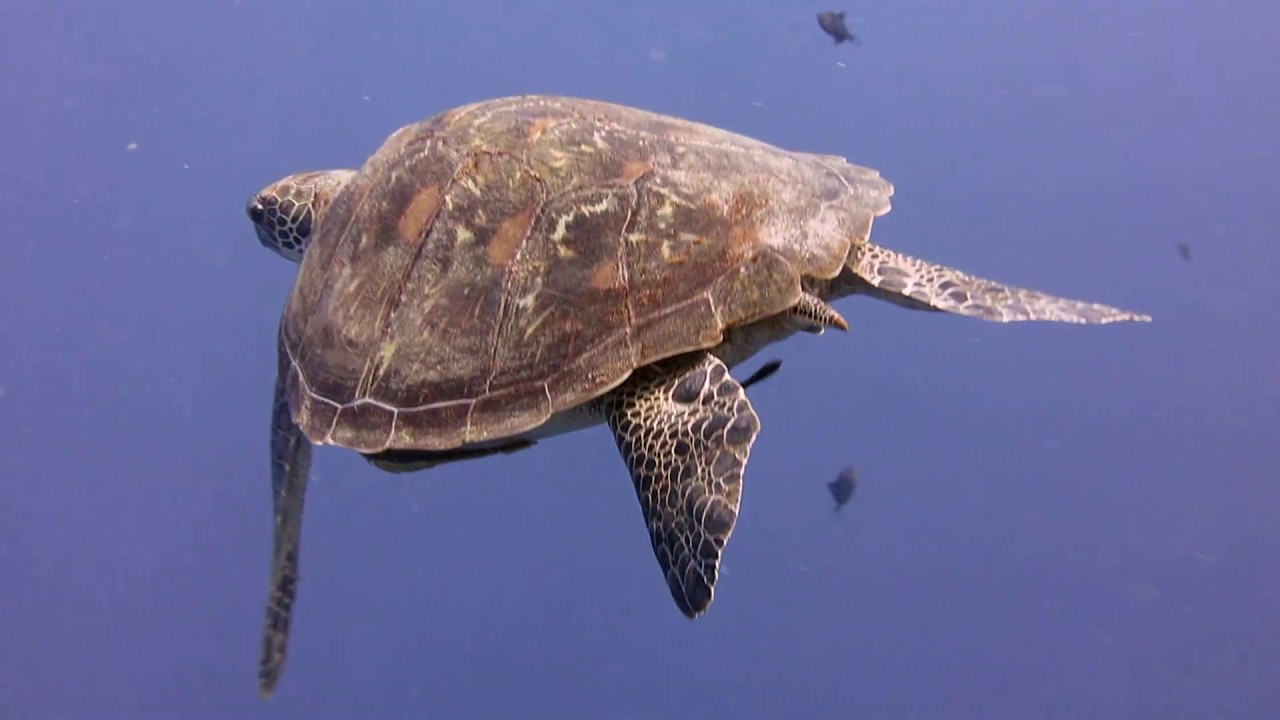 Sulawesi May 2014 (remastered)