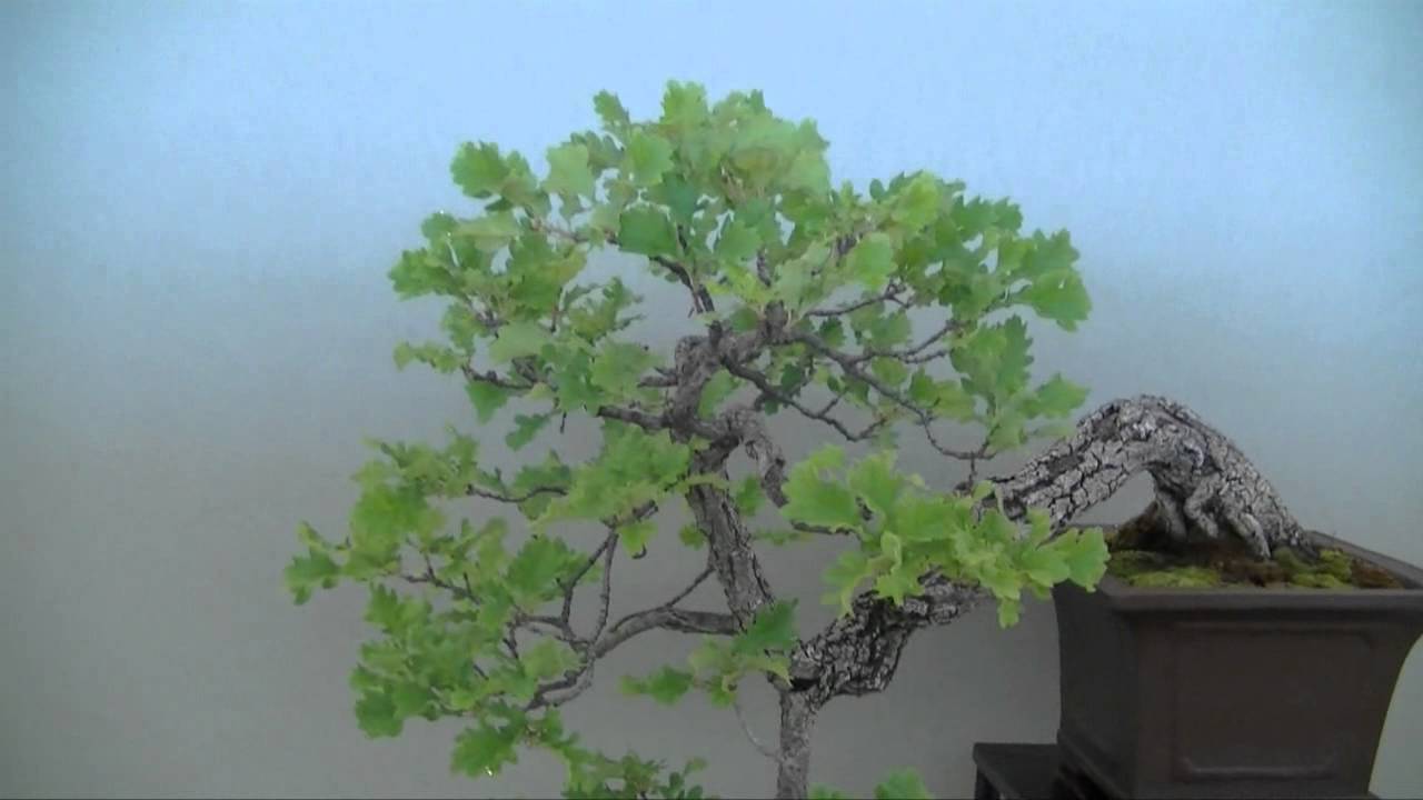 (HD58) Les jolis matins de juin - l'exposition - arbre 02
