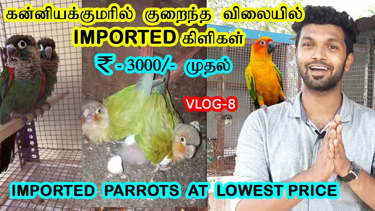 Exotic Parrots and Conure Variety at Lowest Price in Kanyakumari | Tamil Vlog |