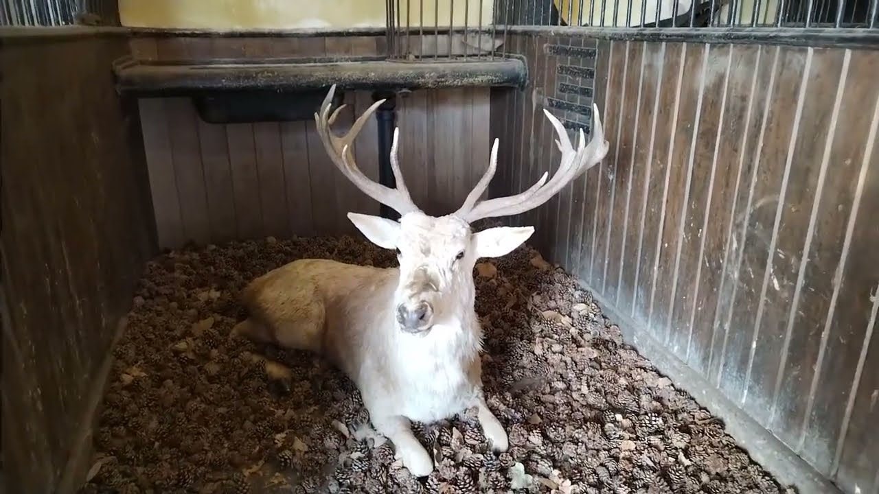 Normanby Hall And Country Park Visit