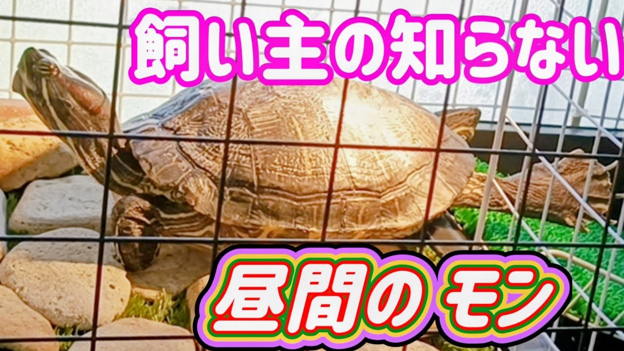 【驚愕】カメってアクビするよ😳‼️足もこんなにパタパタ‼️初めて見た…🫢