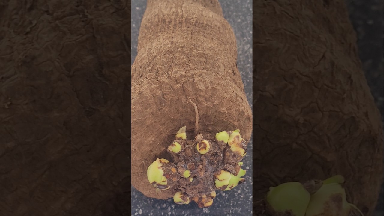 Yam, with Popping Eyes!! #Sprouting yam