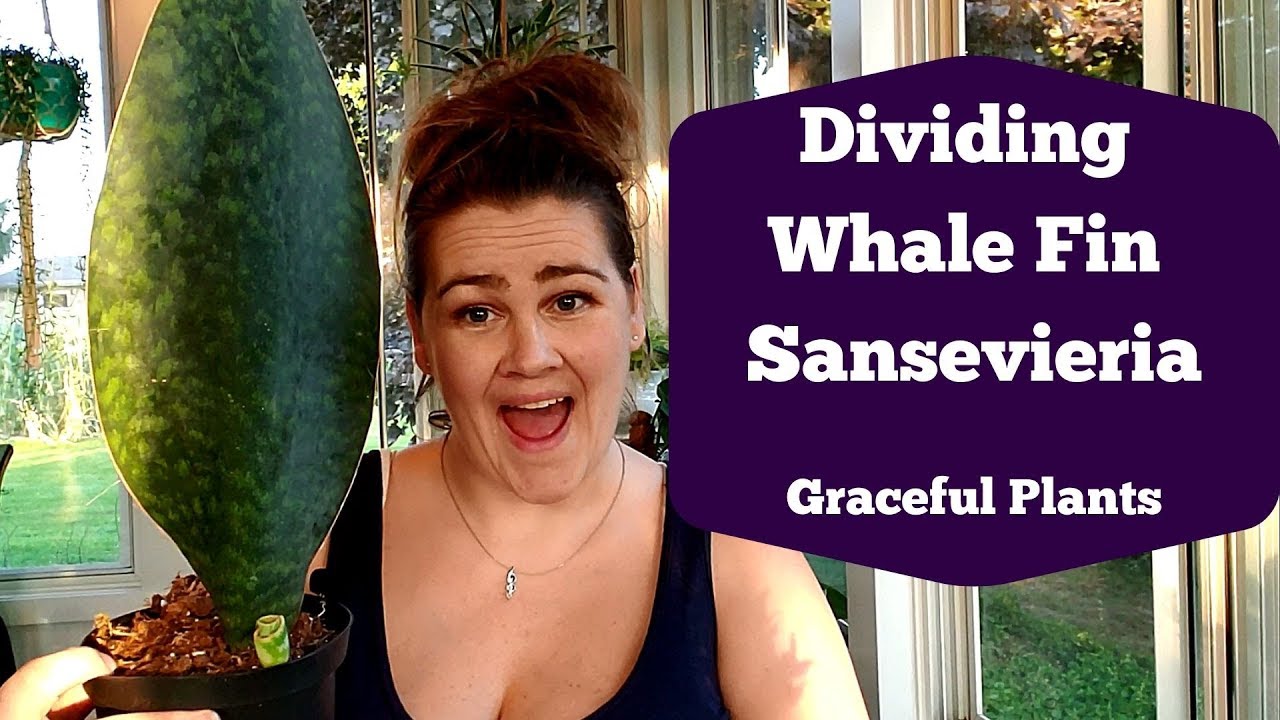 Dividing Whale Fin Sansevieria |Sansevieria Masoniana| Graceful Plants