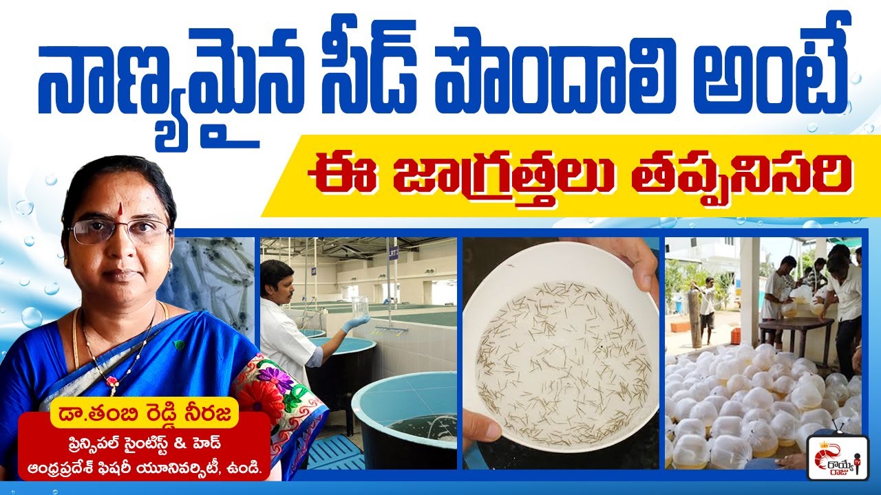 Vannamei seed selection at hatchery |quality vanamei feed | royyeraju | aquaculture