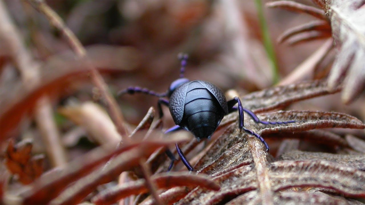 Nottinghamshire's Oil Beetles are already out