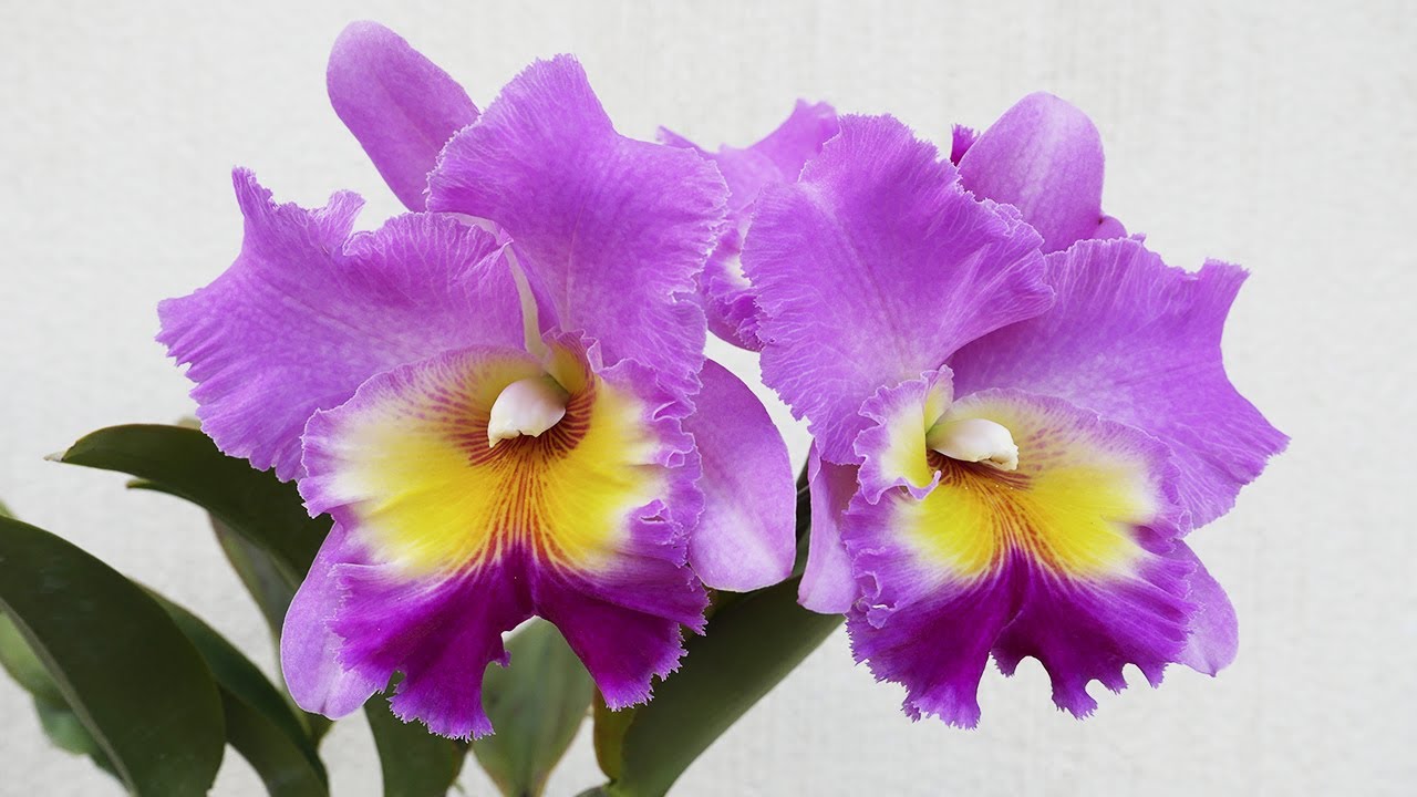 Cattleya Nakorn Chaisri 'Pink' - Orchideen Pflege leicht gemacht!