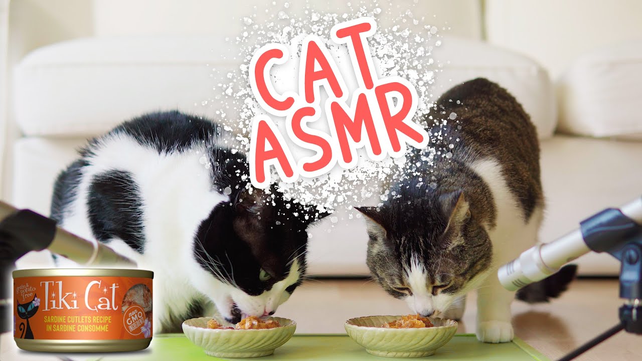 🎧 ASMR Cat eats wet food | Tiki Cat Tahitian Grill Sardine Cutlets Recipe In Sardine Consommé