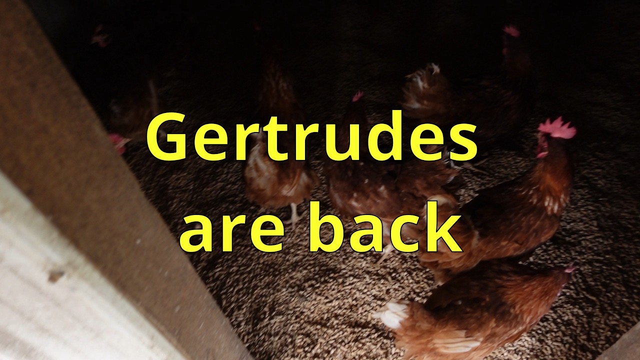 Gertrudes are back #chicken #chickencoop #chickenfarming #farming #farmers #farm