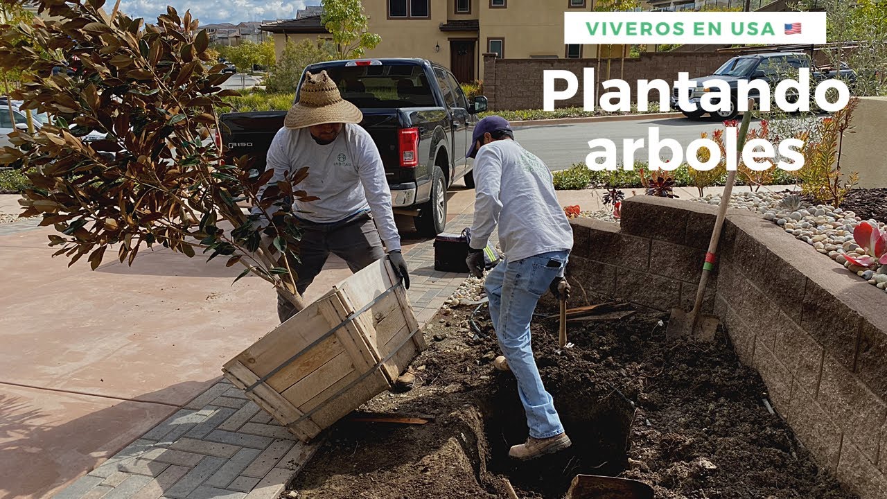COMO plantar ÁRBOLES GRANDES! Les doy un tour de un vivero en USA 🇺🇸