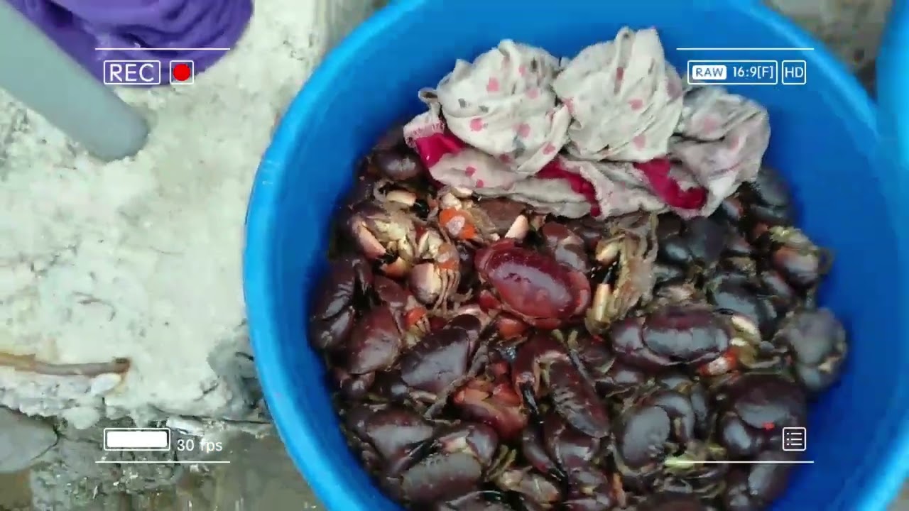 Real Coastal Life: Fresh Seafood Market by the Sea