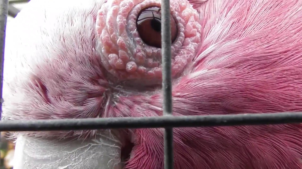 Aviary Update July 2017