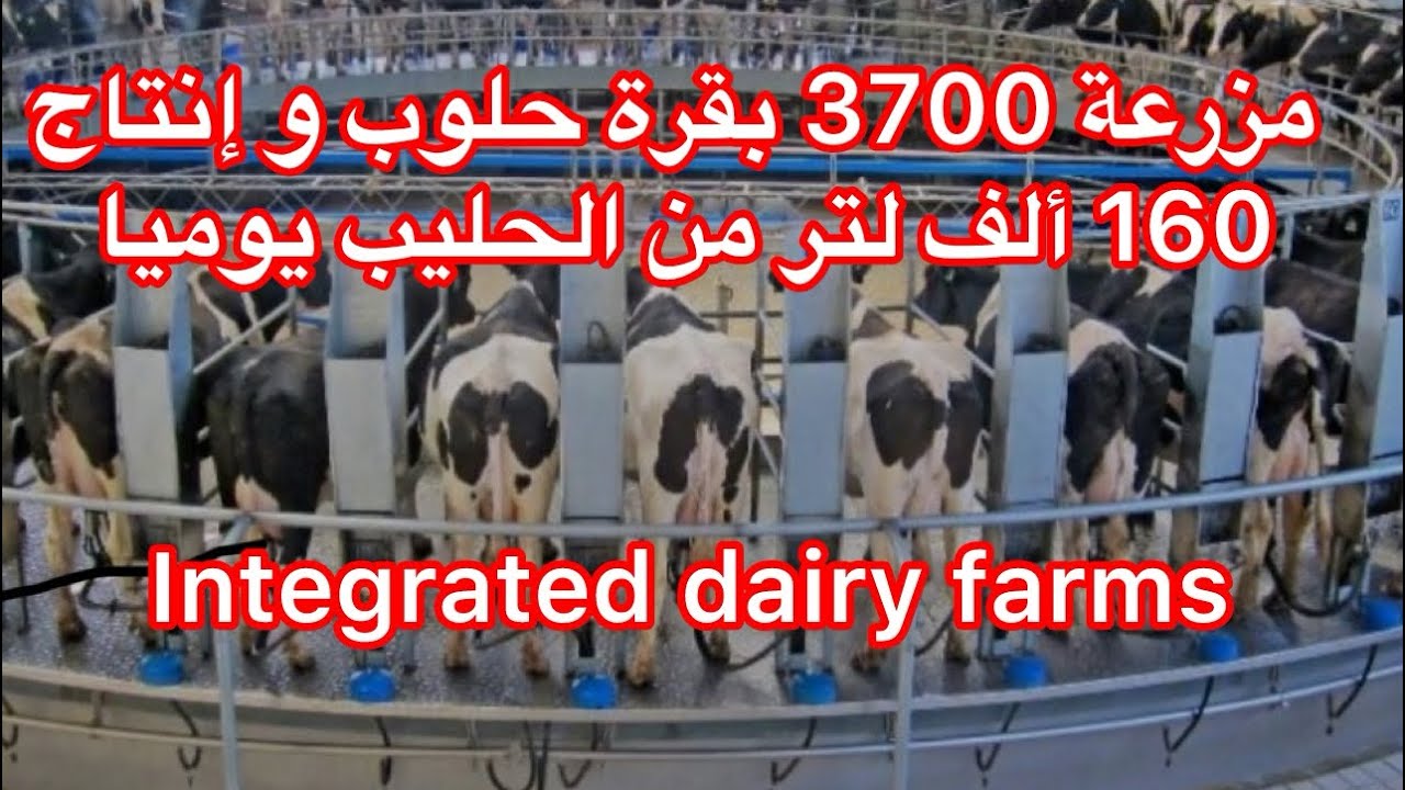 مزارع الحليب العملاقة 3700 بقرة حلوب وانتاج 160 ألف لتر حليب يوميا 🇺🇸🇺🇸🇺🇸😍😍