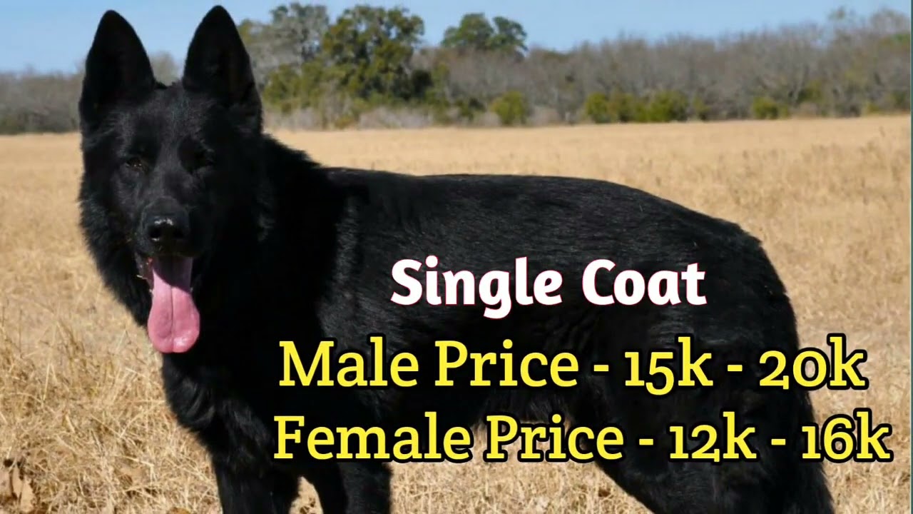 Black German Shepherd Price In India 2023 | Price Of Black German Shepherd In India