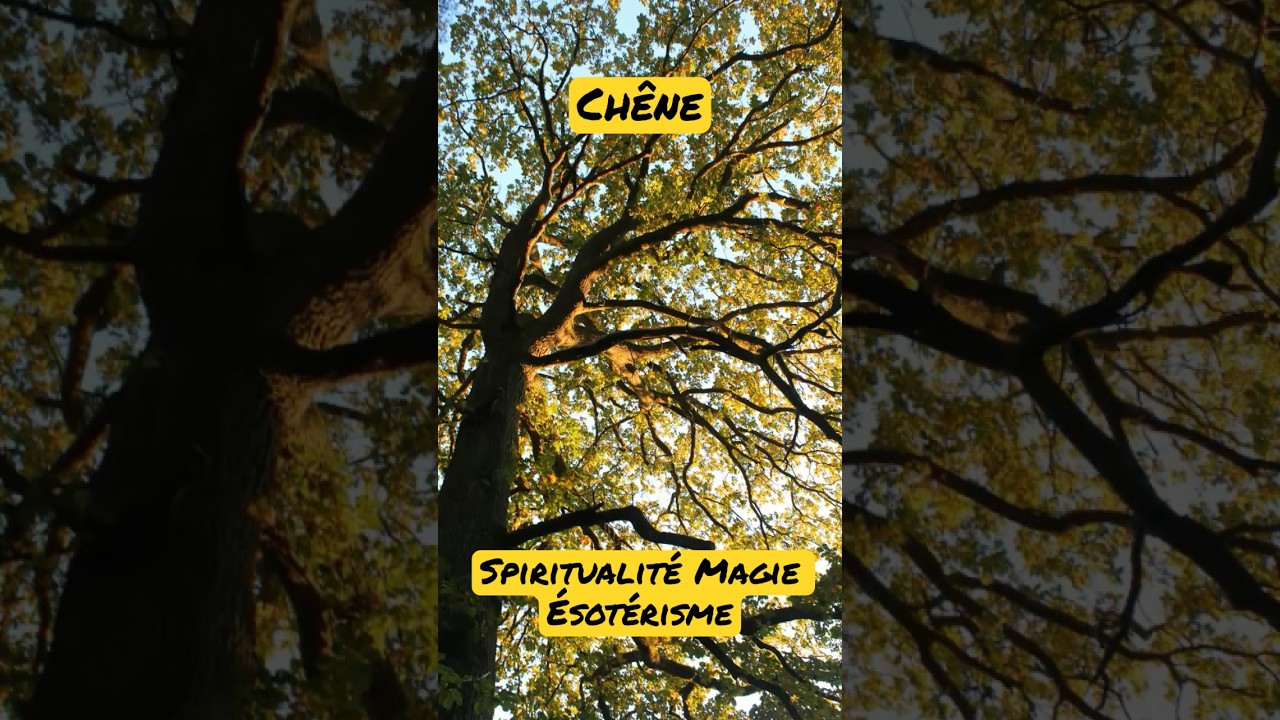 CHENE - Spiritualit&eacute; Magie Esot&eacute;risme Informations Utilisation Nature