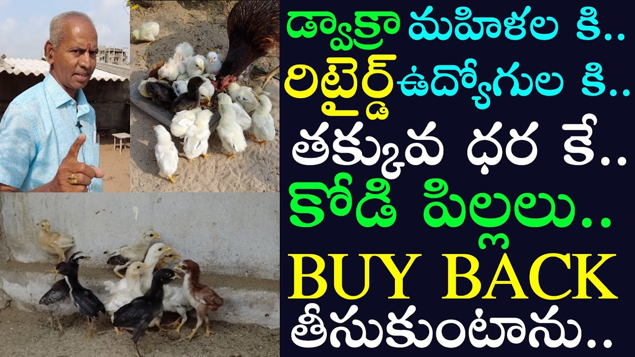 తక్కువ ధరకే కోడి పిల్లలని ఇస్తున్నాను..Srinivasa Raju Gaaru Scheme..Dwakra Women & Retired Employees