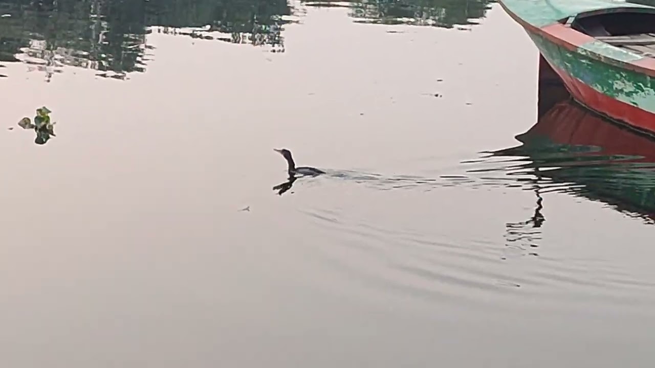 The Master Fisher Cormorant Hunting in Deep Water | Travel With Raju