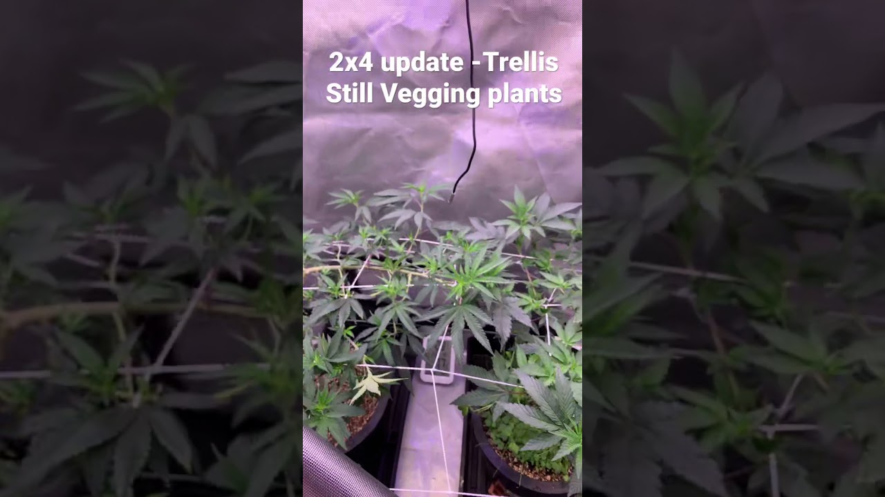 2x4 Indoor Cannabis Grow Update - Veg and Trellis