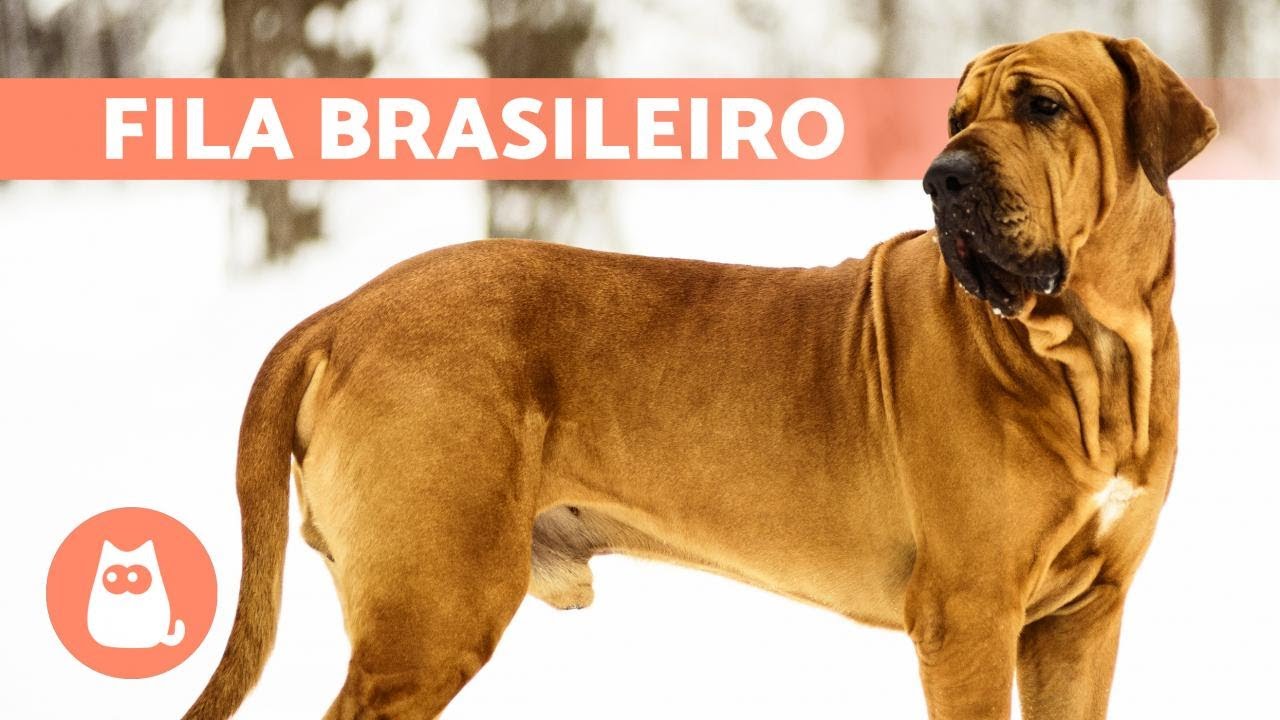 FILA BRASILEIRO Dog Breed 🔥 Characteristics, Care and MORE