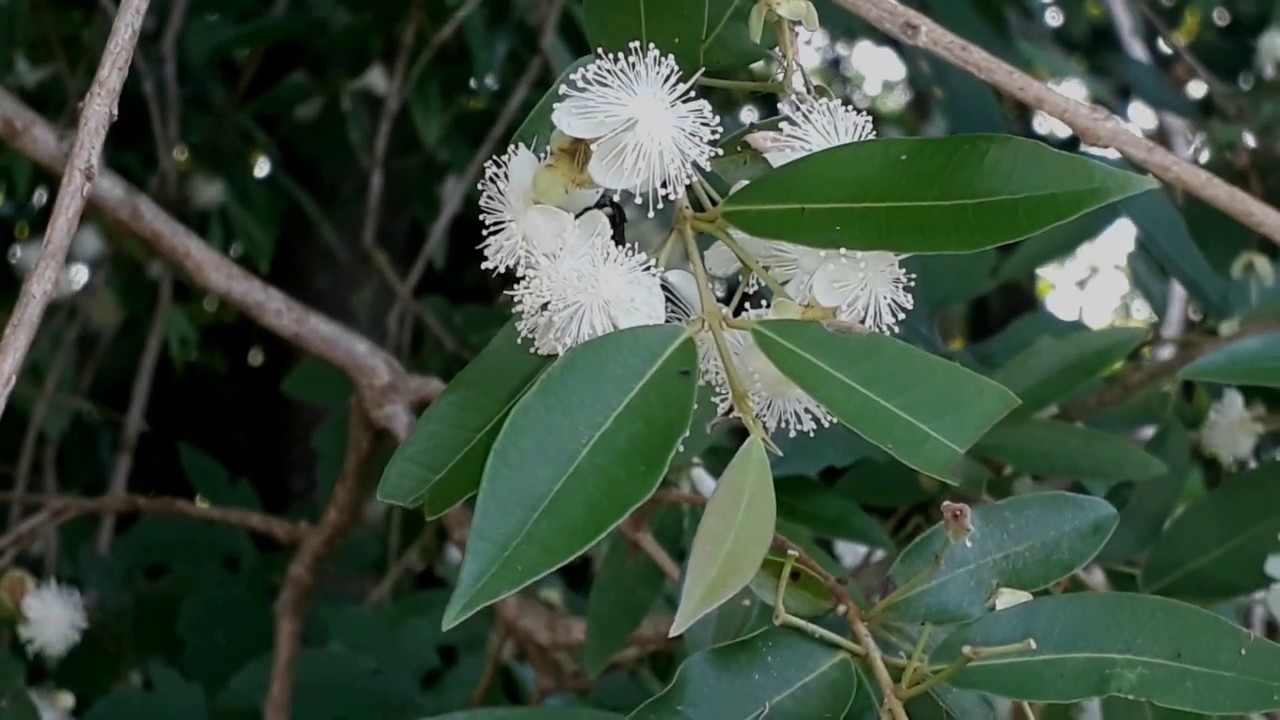 9 flores para abelhas sem ferrão