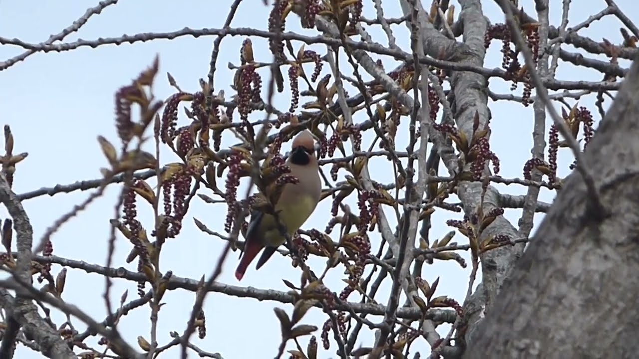【日本の野鳥】ヒレンジャク Japanese Waxwing（レンジャク科）　【改訂版】　＃日本の野鳥＃ヒレンジャク＃レンジャク科