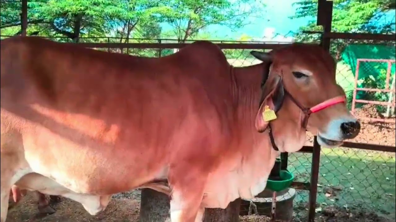 Top class Gir in making #desigaushala#gaumata#desicow#farming#cow#gaushala