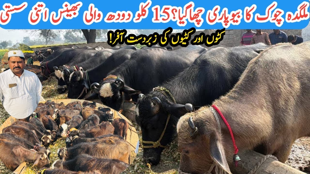 Good News!Pure Nali باکھڑی Buffalo | How to start kattra Farming | Parofitable Business Max Cattle 