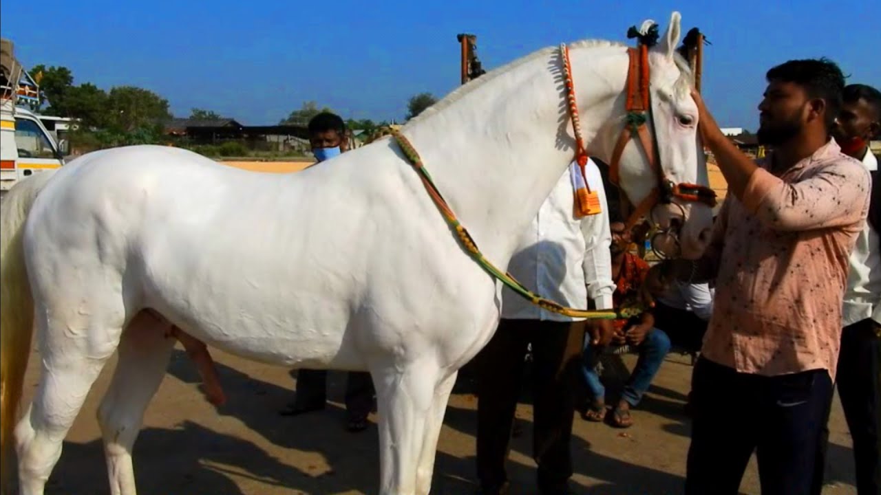 शानदार नुकरा घोड़ा आया: YEOLA HORSE MARKET मैं