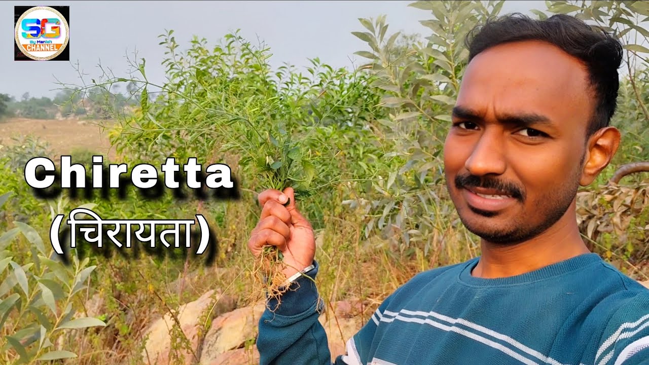 पहाड़ से ताज़ा चिरायता तोड़ी | गाँव के पास वाला आयुर्वेदिक औषधि  | Smart Guru Vlog 