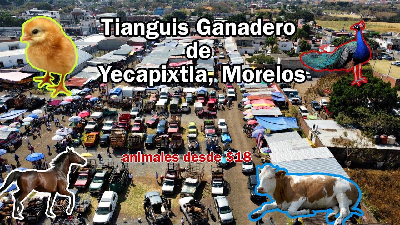 Tianguis ganadero de Yecapixtla Morelos 2025 // encontramos una gran variedad de Ganado !