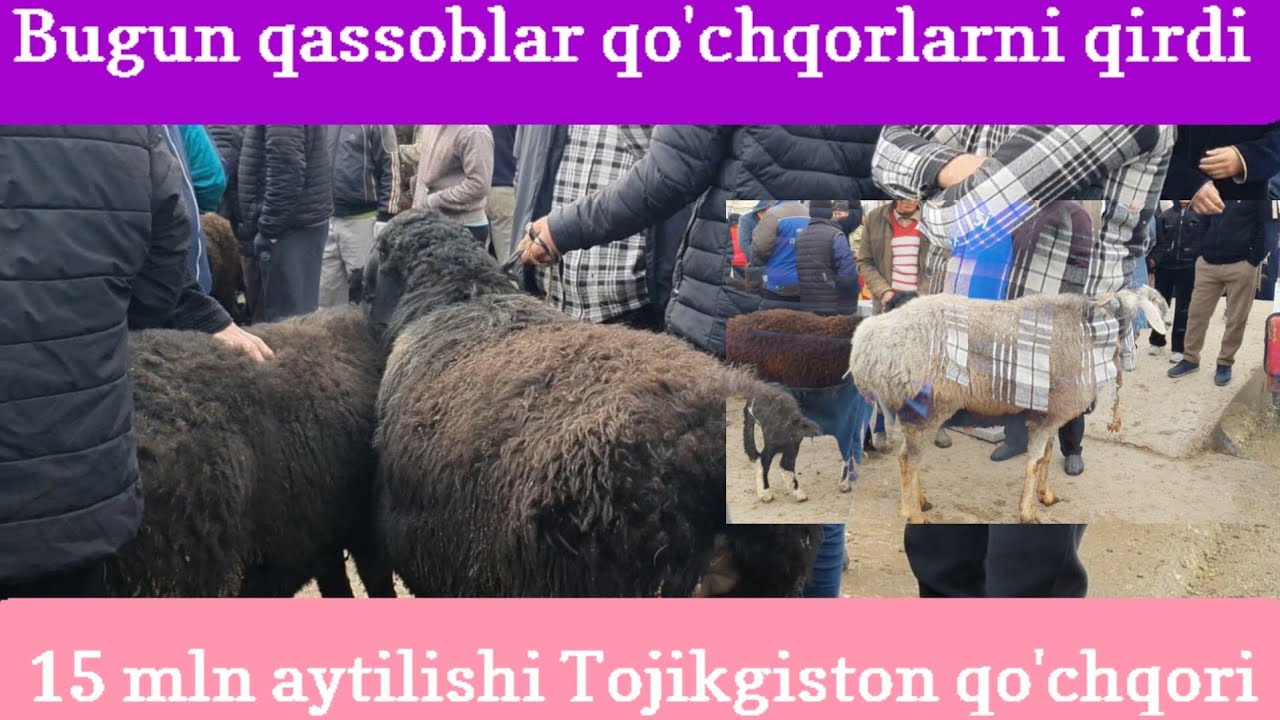 Qo'chqorlarni zo'rlaridan puling bo'lsa olaver, Termiz mol bozori 15.02.2026