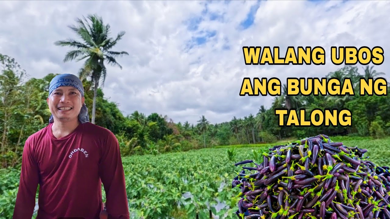 ARAW ARAW NA ANG PITAS NG TALONG ANG DAMING PAORDER