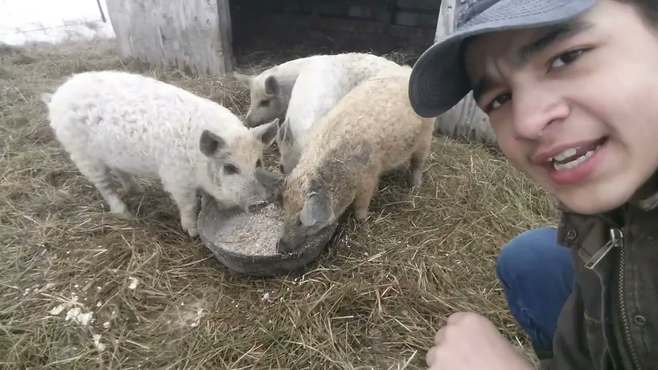 New animals on the Ranch (Mangalica Pig)