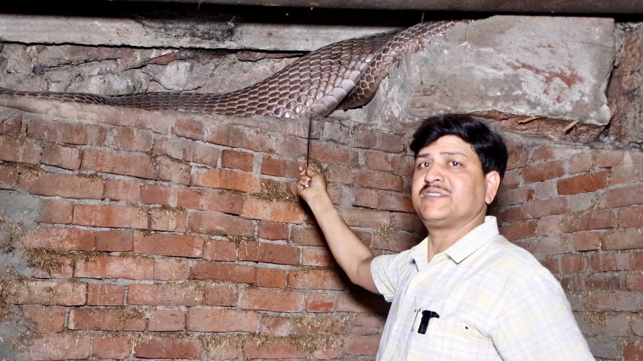 कृपया ध्यान दें आपके भी घर में यहीं छुपा हो सकता है जहरीला नाग! Best space for cobra snake to hide. 