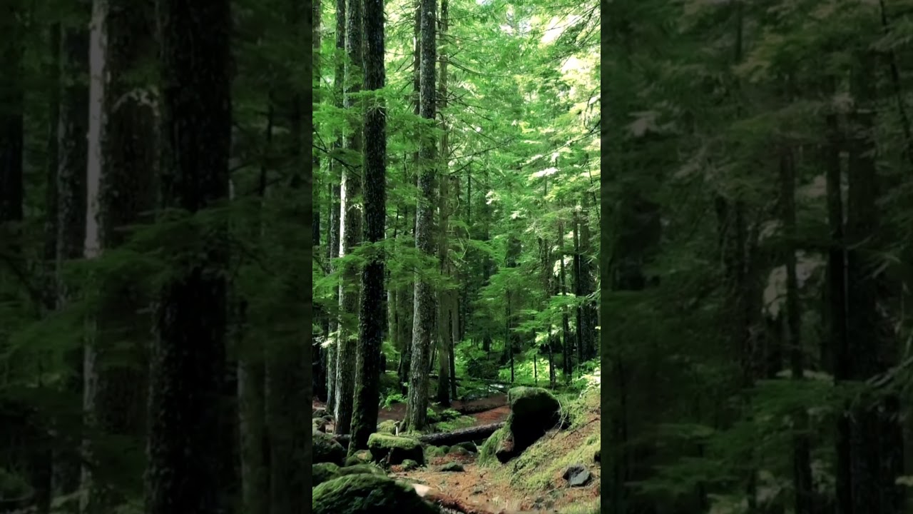 The Forest of Giants | Nature’s Untold Story 🌳🌿