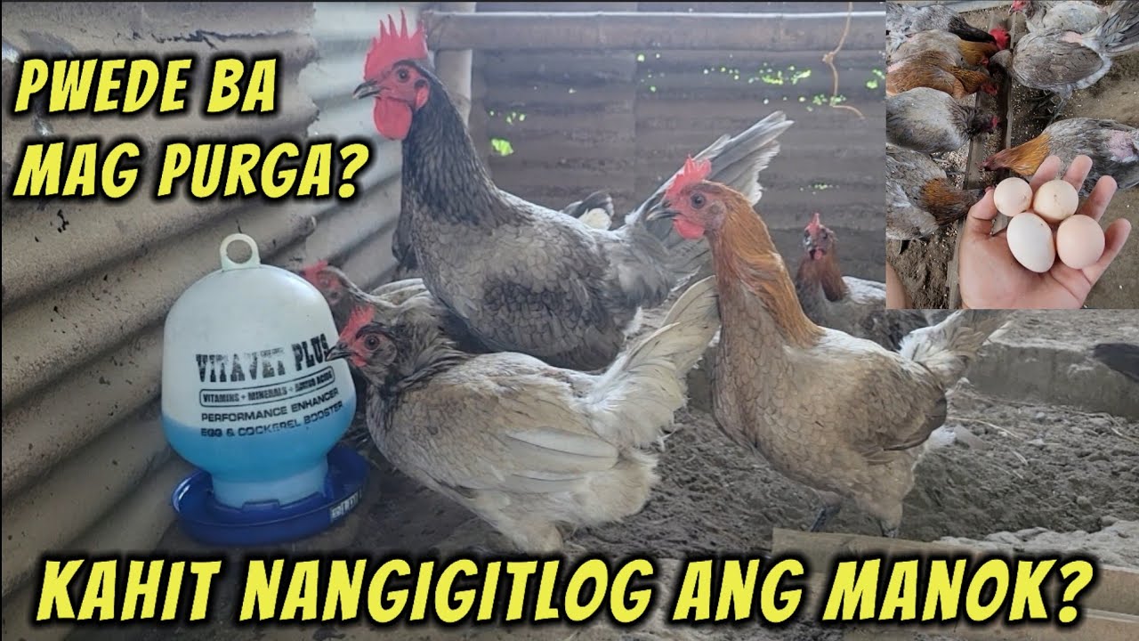 Pwede ba mag purga kahit nangigitlog ang manok?