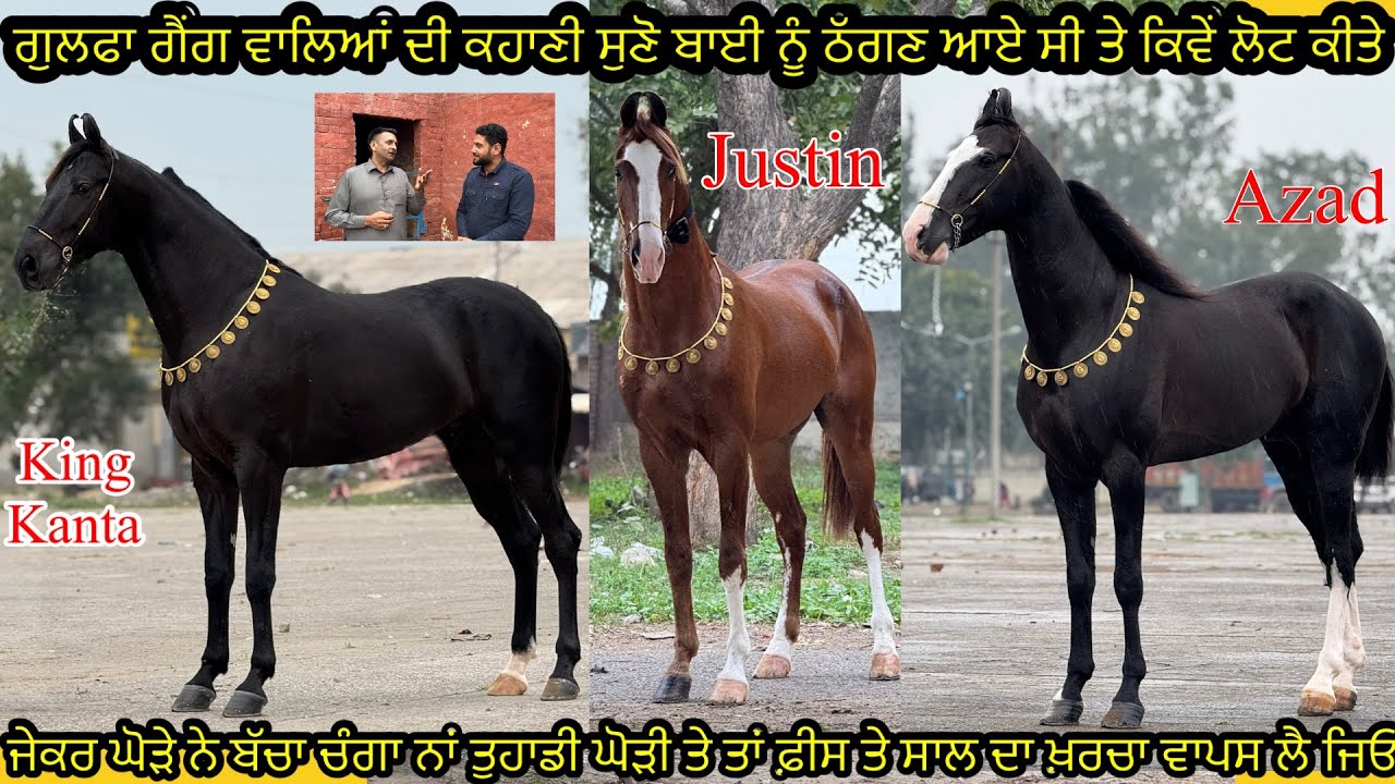 Stallion Justin,Azad,King kanta ਗੁਲਫਾ ਗੈਂਗ ਵਾਲਿਆਂ ਦੀ ਕਹਾਣੀ ਸੁਣੋ ਬਾਈ ਨੂੰ ਠੱਗਣ ਆਏ ਸੀ ਤੇ ਕਿਵੇਂ ਲੋਟ ਕੀਤੇ