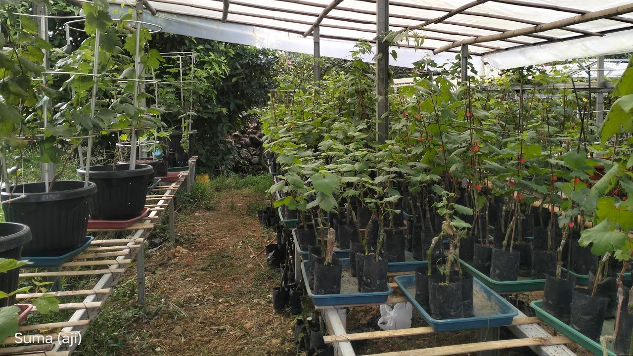 Jual kebun buah produktif nempel sungai akses masuk mobil 