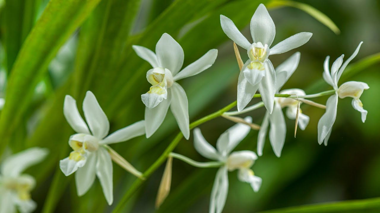 Episode 48 The effect of last year's weather. Star performers and Coelogyne ochracea improvements