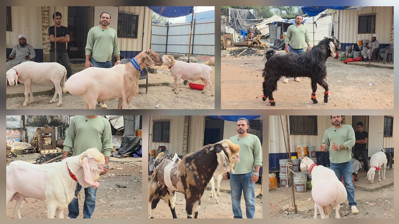 Saukeen Ke Shandaar Bakre| End Quality | Dumbe Gujri Nachni Goats | Al Akbar Goat Farm Kurla Mumbai.