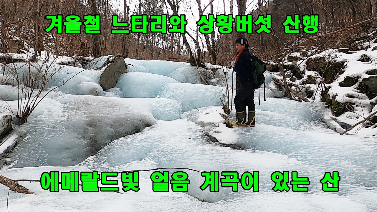 에메랄드빛 아름다운  얼음 계곡이 있는 산, 겨울철 느타리,와 상황버섯 산행.