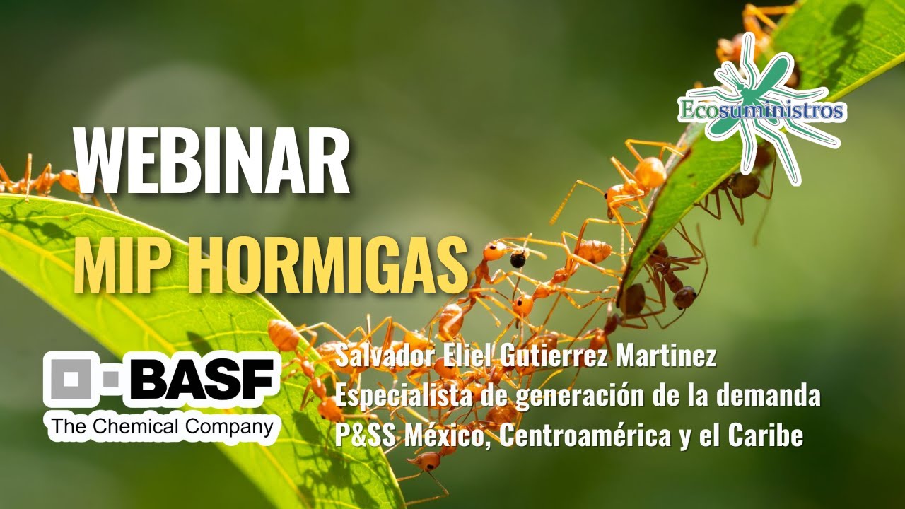 MIP Hormigas