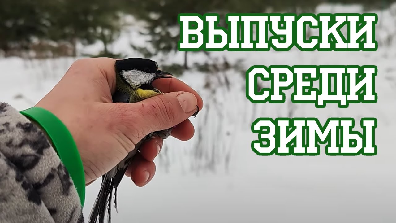 Синица, выходи!