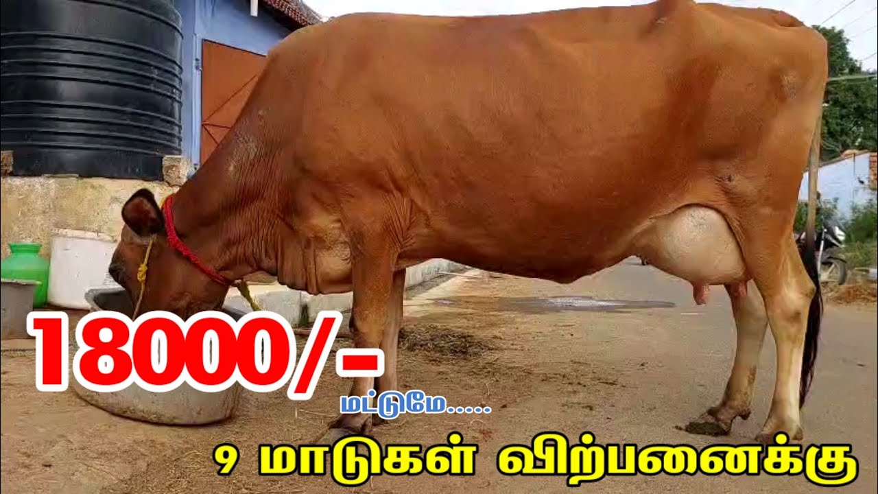 18000/- லிருந்து 20லிட்டர் கறவை வரை 9 மாடுகள் ஒரே இடத்தில் விற்பனைக்கு வந்ததுள்ளது சுழி இல்லை #cow