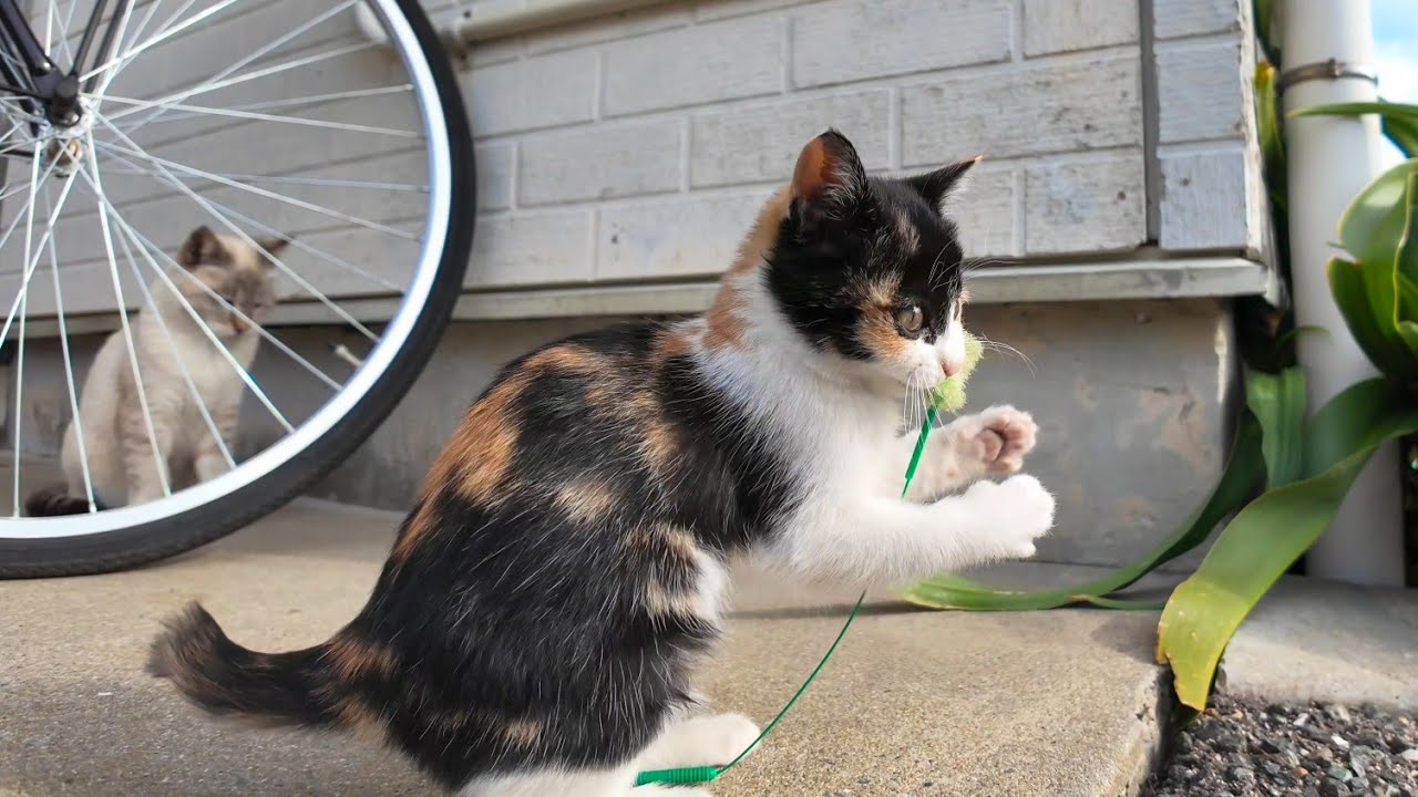 Милый ситцевый котенок собирает кошачий туалет и играет с ним