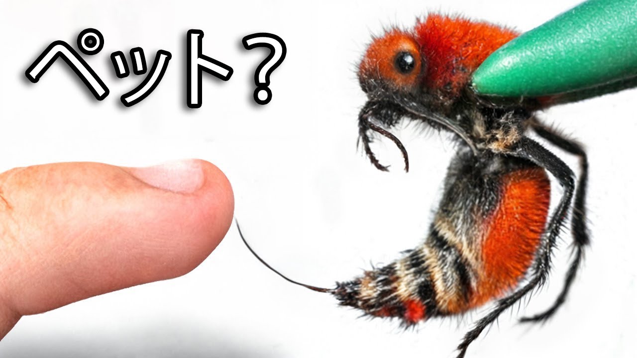 ペットのカウキラーを飼ってみた(史上最も痛い刺し）