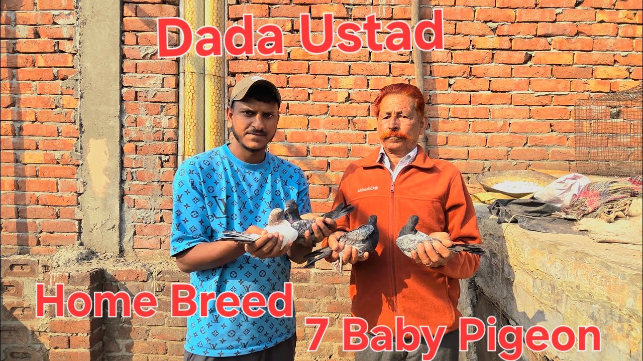 Dada Ustad | Home Breed | 72 Year Old | Baby Pigeon | 7 Pec | MOB-9646545783 | Delivery All India 🇮🇳