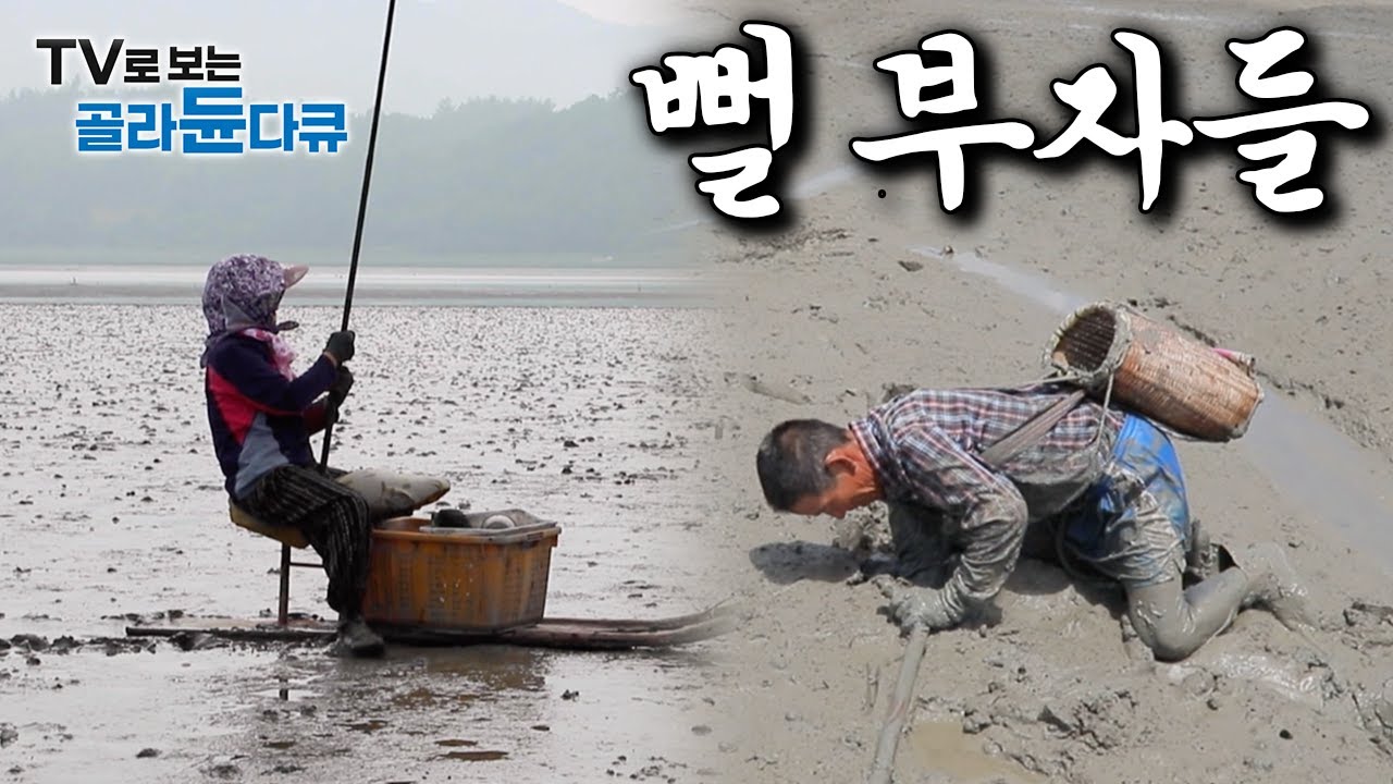 진짜 부자들은 갯벌에 산다더니.. 한 번 나가면 혼자서도 일당 뻘 하게 터지는 갯벌의 부자들 모아보기｜#골라듄다큐