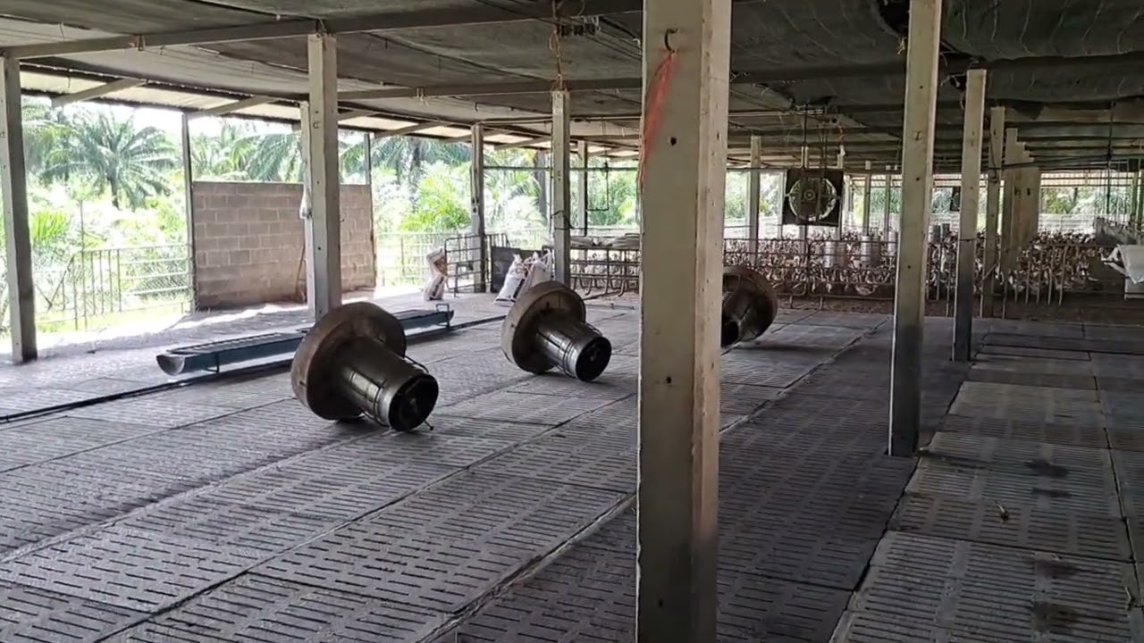 ตรวจความพร้อม ก่อนส่งเป็ดไข่ฝูงที่ 7@เป็ดไข่ซีพีซุปเปอร์แก่งคอย