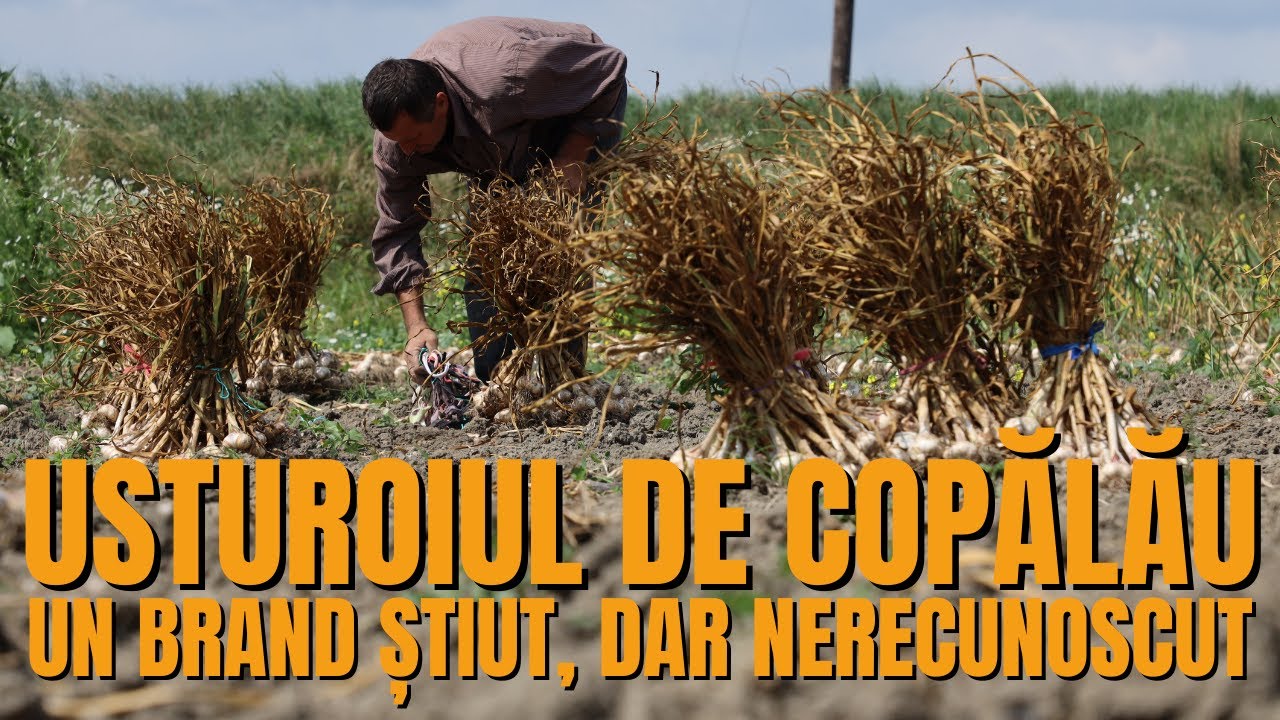 S3/16 Usturoiul de Copălău, un brand știut, dar nerecunoscut / România văzută din tractor